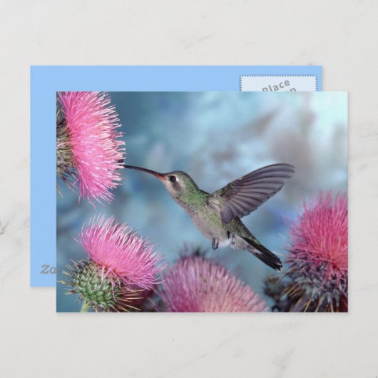 Hummingbird Postcard Postkarte (Vorne/Hinten)