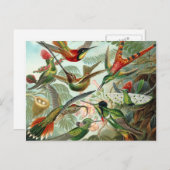Hummingbird Postcard Postkarte (Vorne/Hinten)