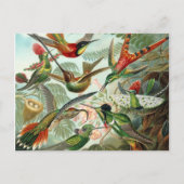 Hummingbird Postcard Postkarte (Vorderseite)