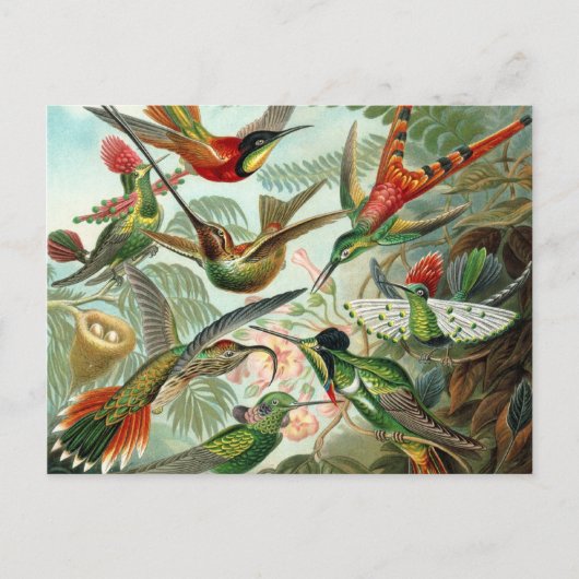 Hummingbird Postcard Postkarte (Vorderseite)