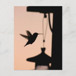 Hummingbird Postcard Postkarte