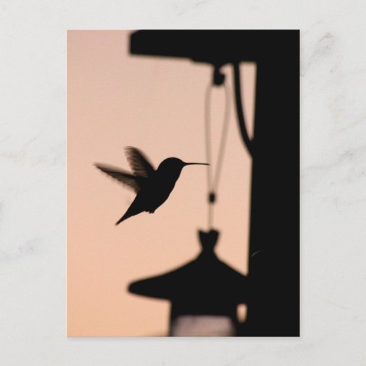 Hummingbird Postcard Postkarte (Vorderseite)