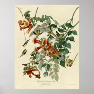 Hummingbird Poster