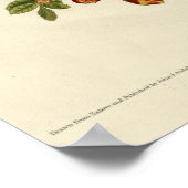 Hummingbird Poster (Ecke)