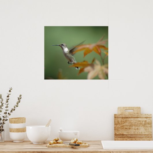 Hummingbird Poster (Küche)