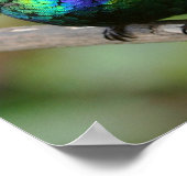 Hummingbird-Poster Poster (Ecke)