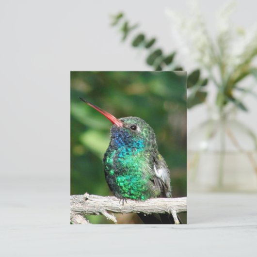 Hummingbird Postkarte (Stehend Vorderseite)