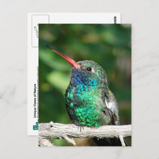 Hummingbird Postkarte (Vorne/Hinten)