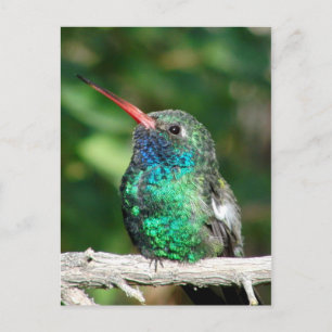 Hummingbird Postkarte
