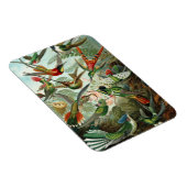 Hummingbird Premium Magnet (Rechte Seite)
