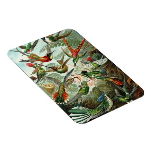 Hummingbird Premium Magnet (Rechte Seite)