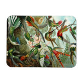 Hummingbird Premium Magnet (Horizontal)