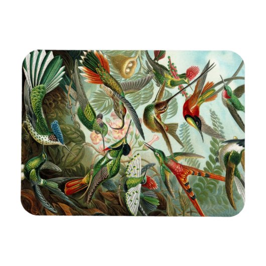 Hummingbird Premium Magnet (Horizontal)