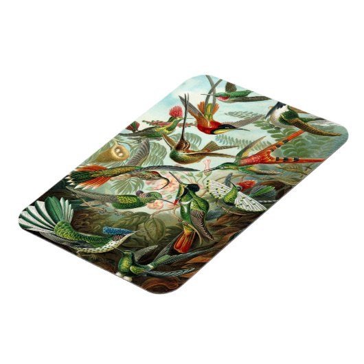 Hummingbird Premium Magnet (Linke Seite)