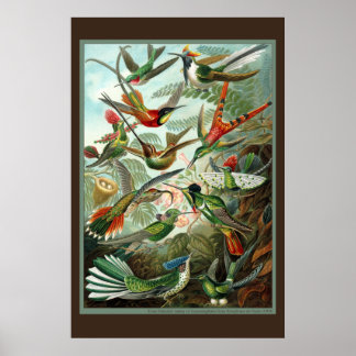 Hummingbird Print Poster