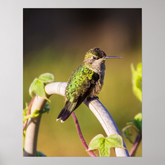 Hummingbird Resting 16 x 20 Poster (Vorne)