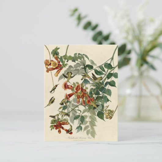 Hummingbird Ruby Throated Audubon Bird Postkarte (Stehend Vorderseite)