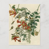 Hummingbird Ruby Throated Audubon Bird Postkarte (Vorderseite)