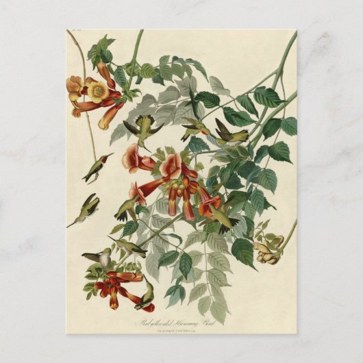 Hummingbird Ruby Throated Audubon Bird Postkarte (Vorderseite)