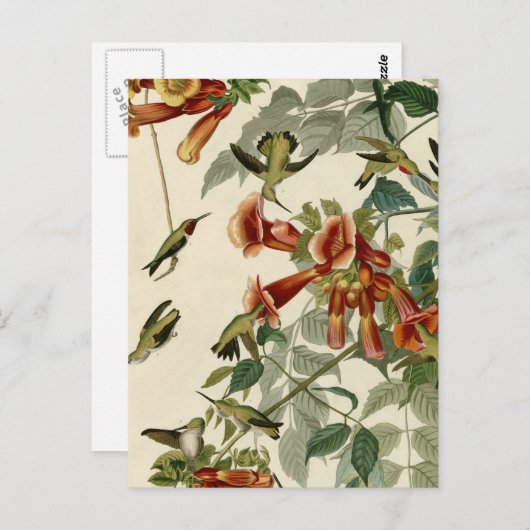 Hummingbird Ruby Throated Audubon Bird Postkarte (Vorne/Hinten)