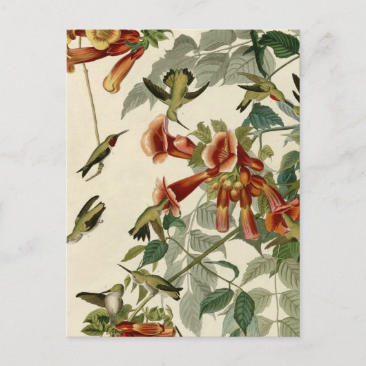Hummingbird Ruby Throated Audubon Bird Postkarte (Vorderseite)