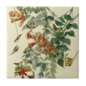 Hummingbird Ruby Throated Audubon Fliese (Vorderseite)