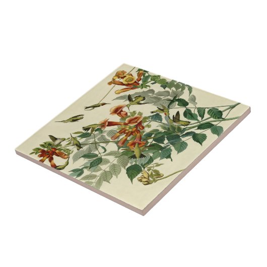 Hummingbird Ruby Throated Audubon Fliese (Seite)