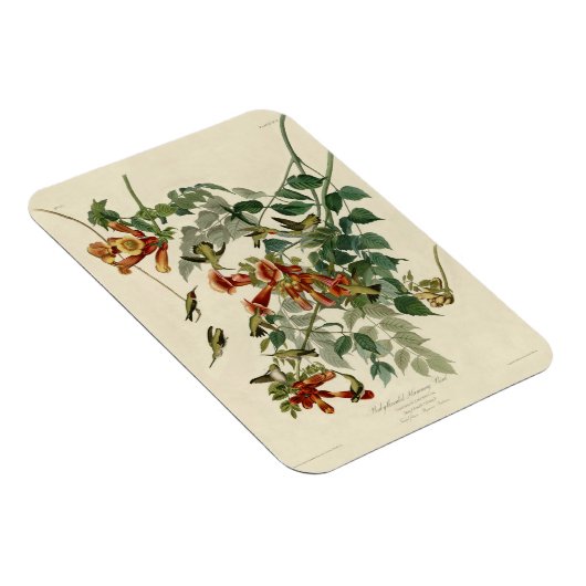 Hummingbird Ruby Throated Audubon Magnet (Rechte Seite)