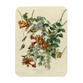 Hummingbird Ruby Throated Audubon Magnet (Vertikal)