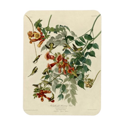 Hummingbird Ruby Throated Audubon Magnet (Vertikal)
