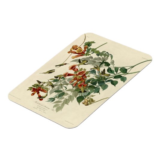 Hummingbird Ruby Throated Audubon Magnet (Linke Seite)