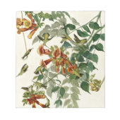 Hummingbird Ruby Throated Audubon Notizblock (Vorderseite)