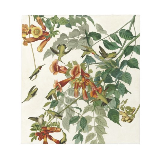Hummingbird Ruby Throated Audubon Notizblock (Vorderseite)