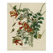 Hummingbird Ruby Throated Audubon Poster (Vorderseite)