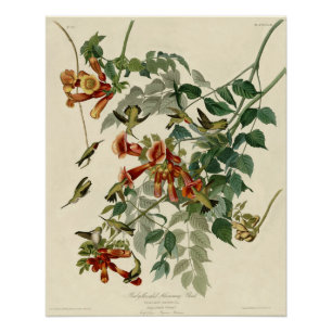 Hummingbird Ruby Throated Audubon Poster