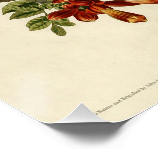 Hummingbird Ruby Throated Audubon Poster (Ecke)