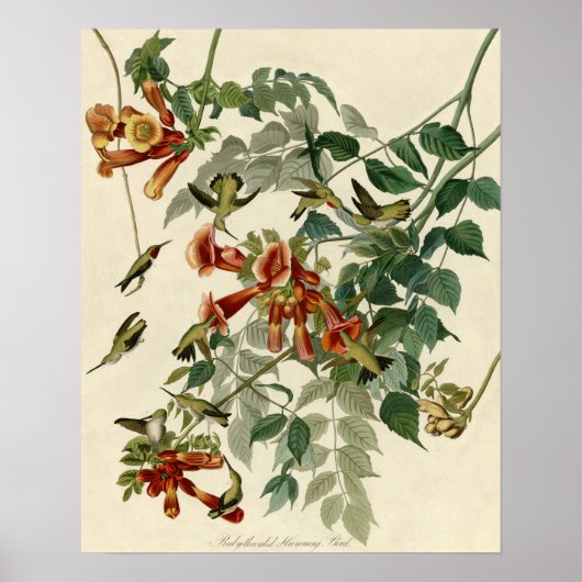 Hummingbird Ruby Throated Audubon Poster (Vorne)