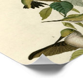 Hummingbird Ruby Throated Audubon Poster (Ecke)