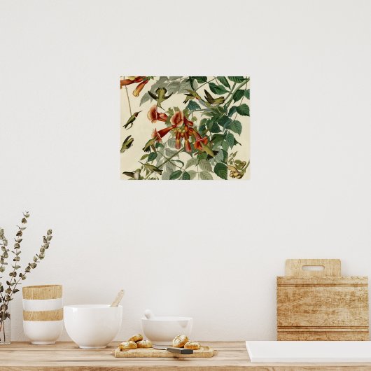 Hummingbird Ruby Throated Audubon Poster (Küche)
