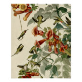 Hummingbird Ruby Throated Audubon Poster (Vorderseite)