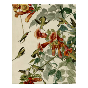 Hummingbird Ruby Throated Audubon Poster