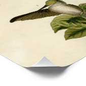 Hummingbird Ruby Throated Audubon Poster (Ecke)