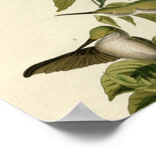 Hummingbird Ruby Throated Audubon Poster (Ecke)