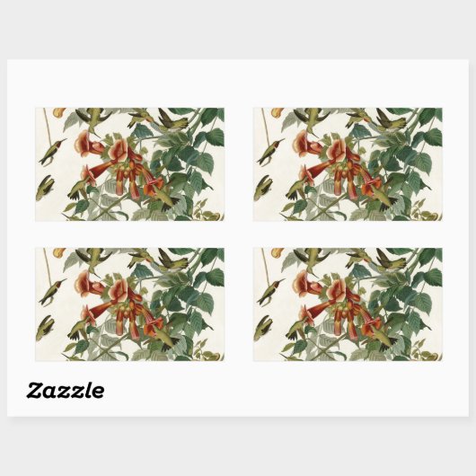 Hummingbird Ruby Throated Audubon Rechteckiger Aufkleber (Blatt)