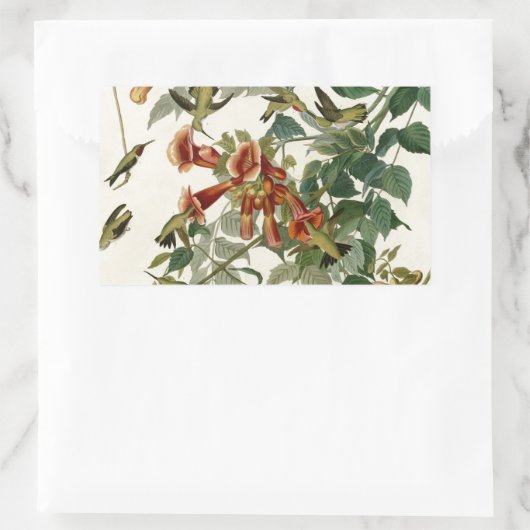 Hummingbird Ruby Throated Audubon Rechteckiger Aufkleber (Tasche)