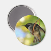 Hummingbird - Rundmagazin Magnet (Vorderseite/Rückseite)