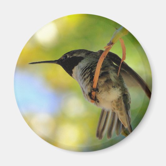 Hummingbird - Rundmagazin Magnet (Vorne)