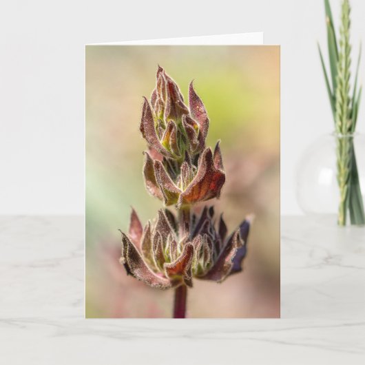 Hummingbird Sage Karte (Vorderseite)