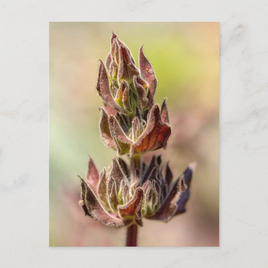 Hummingbird Sage Postkarte (Vorderseite)