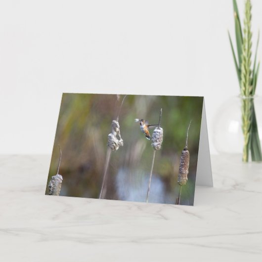 Hummingbird sammeln Cattail Notecard Karte (Vorderseite)